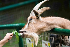 Tierpark Bild 2