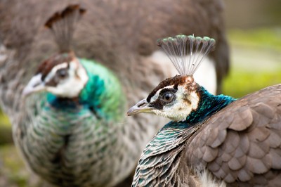 Pfau
